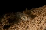 Sand goby 2